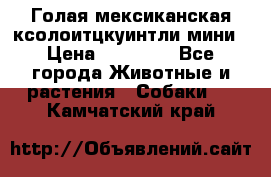 Голая мексиканская ксолоитцкуинтли мини › Цена ­ 20 000 - Все города Животные и растения » Собаки   . Камчатский край